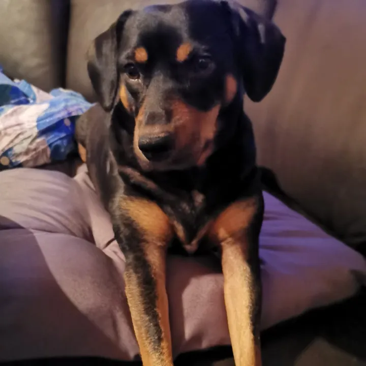 ronnithedog