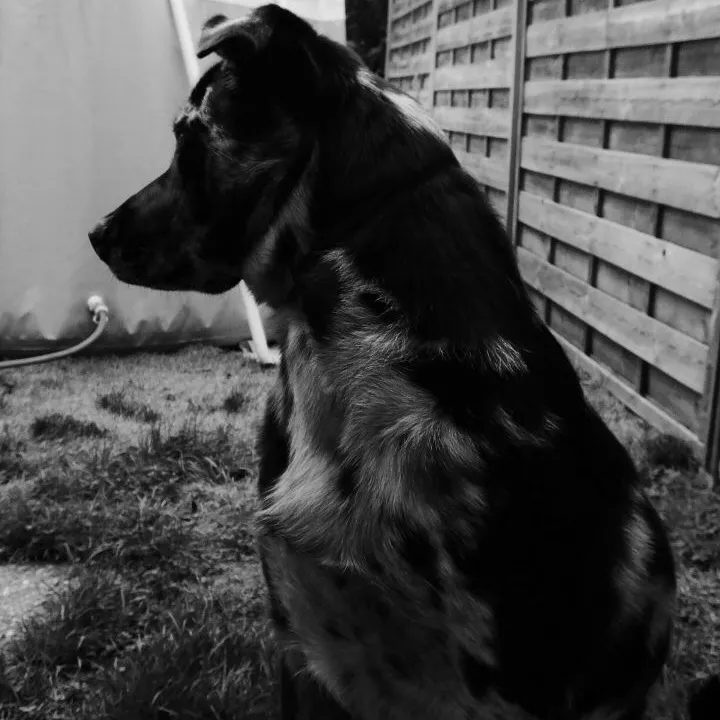 xéna.dog_