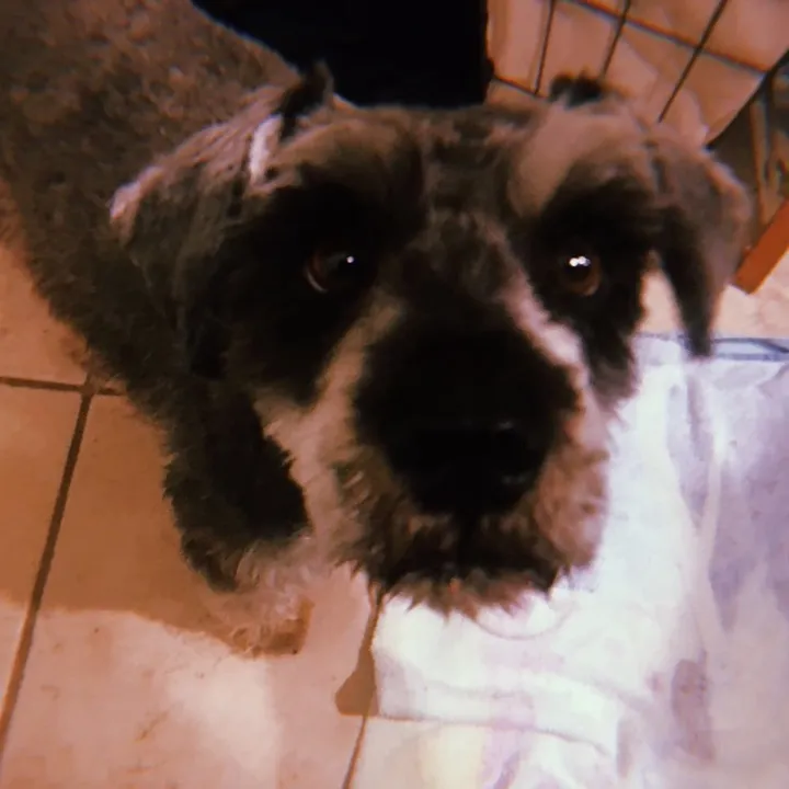max_pooch