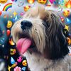 brazilian...dog