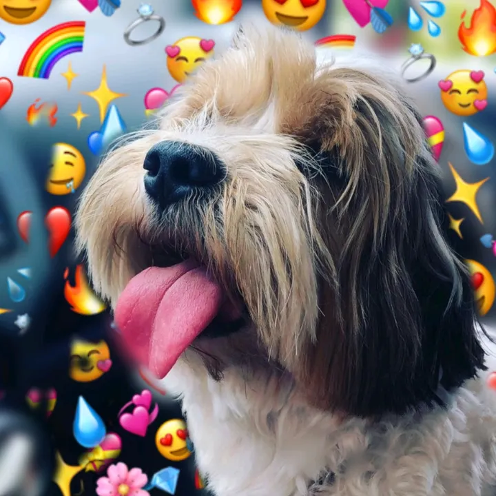 brazilian...dog