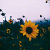 sunflowertarot