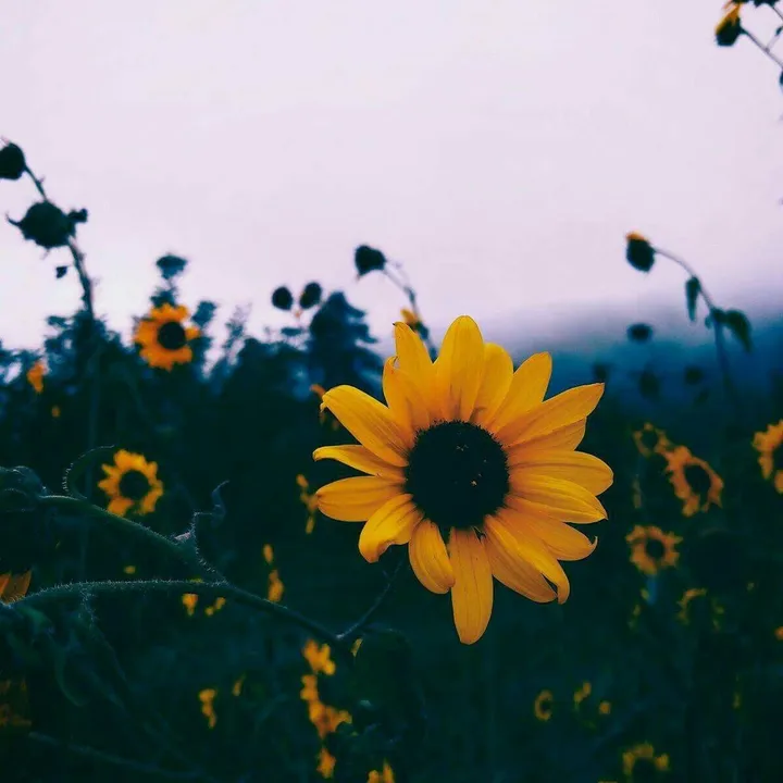 sunflowertarot