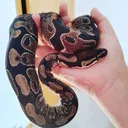 @wireptiles