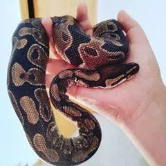 wireptiles
