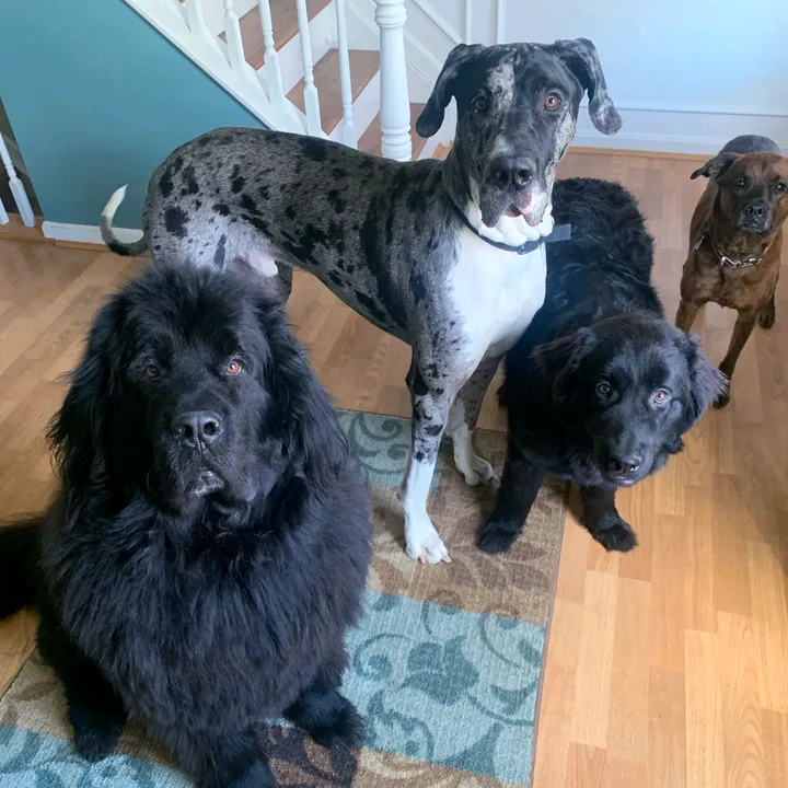 @dogmomof4