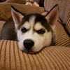 ryu.siberian