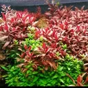 @acquarigiapponesizen
