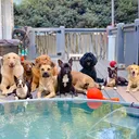 @thewoofpacknc