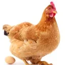 @hen_videos