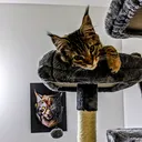 @queencleothemainecoon
