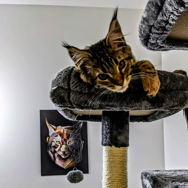 queencleothemainecoon