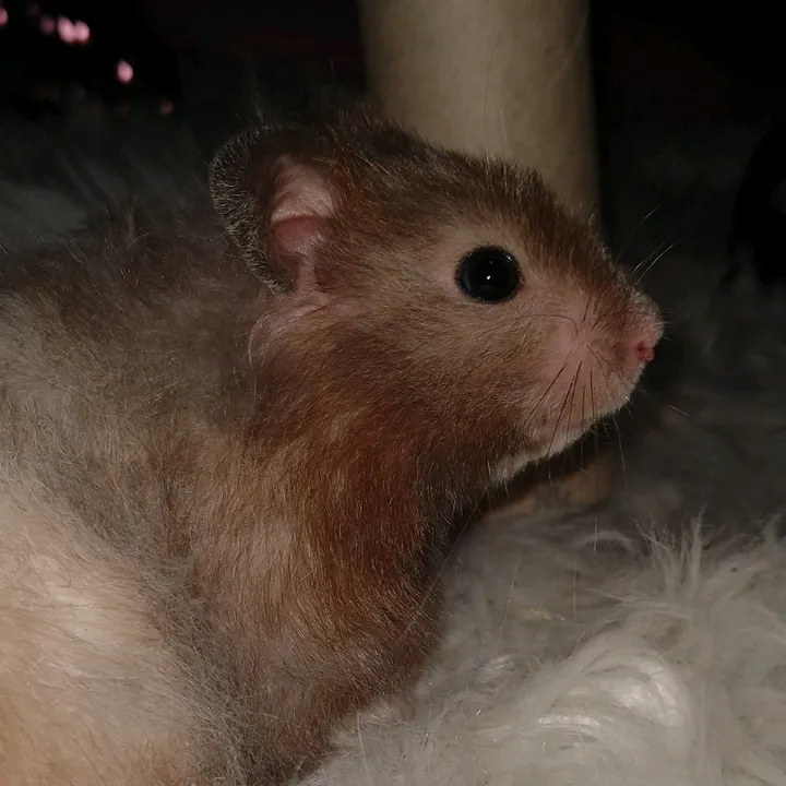 hamstern.snö