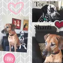 @tor_shanti