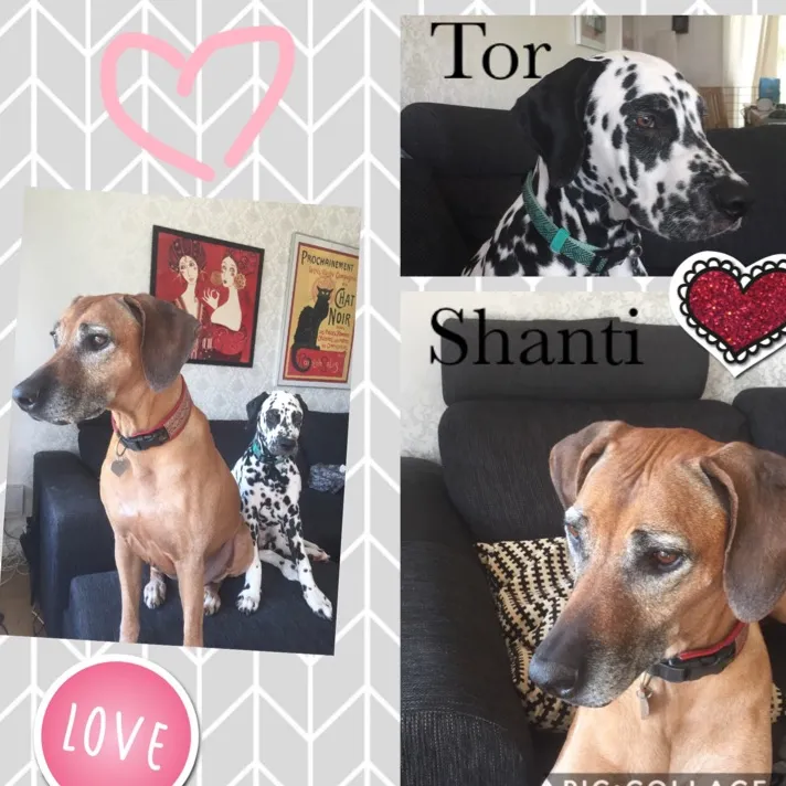 tor_shanti