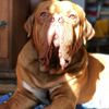 gastonelcachorro