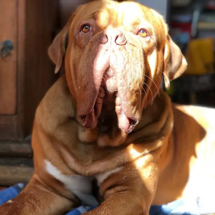 gastonelcachorro