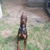 max_.dadog