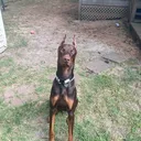 @max_.dadog