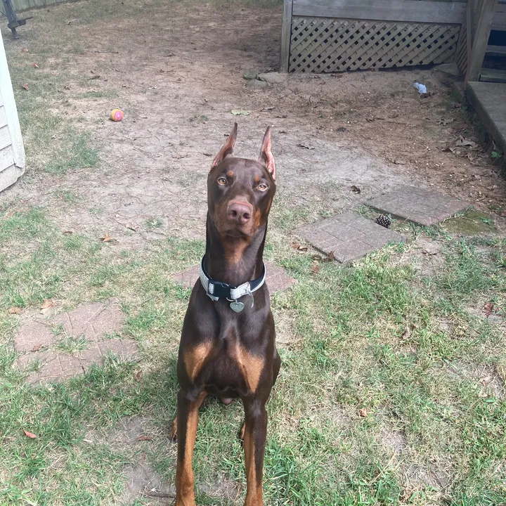 max_.dadog