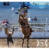 rodeowrecks