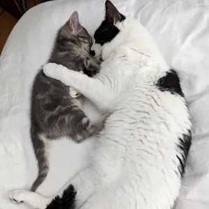 @bambi.jerrythepanda