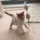 @cute_meowko