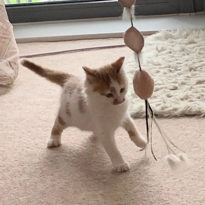 @cute_meowko