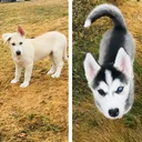 @_mylovelypets