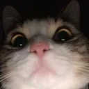 @baldiback