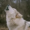 @ironwoodwolves