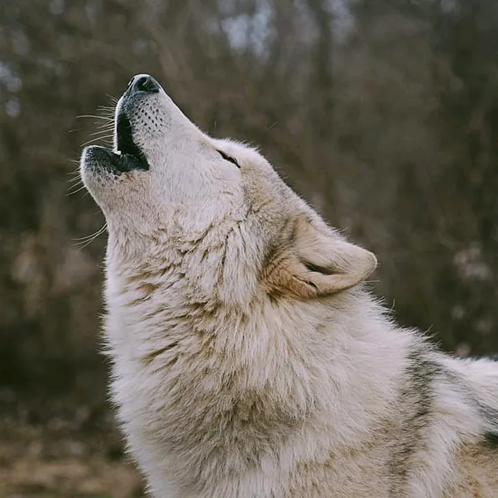 ironwoodwolves