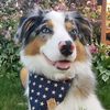 jett.the.aussie