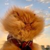 thezenkitty
