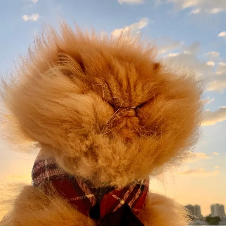 thezenkitty
