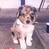 kira._.the._.puppy