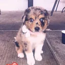 @kira._.the._.puppy