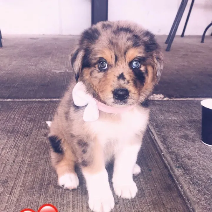 kira._.the._.puppy