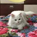 @manikaahuja_catgirl