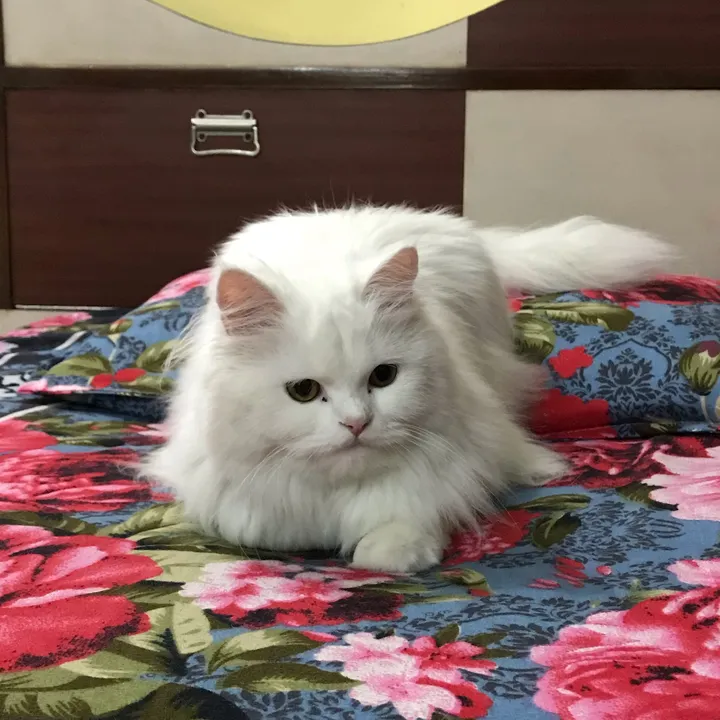 manikaahuja_catgirl