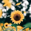 @sunflower_babes2987