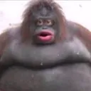@actualallycat