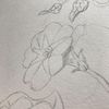 alice.dessine