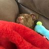 harleythepitty