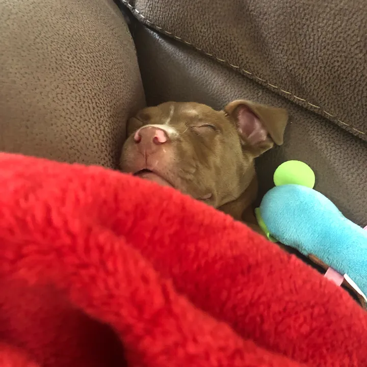 harleythepitty
