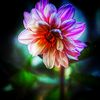 vinu_3664