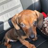 the_.baby_.doxie