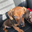 @the_.baby_.doxie