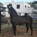 @gsdhillon123