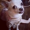 puchis_808
